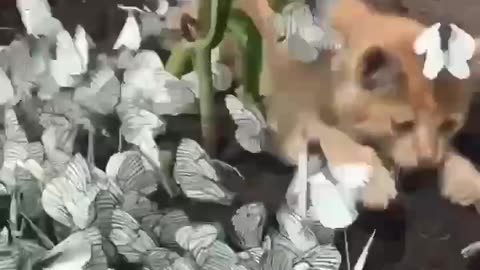 Kitty playing with butterflies