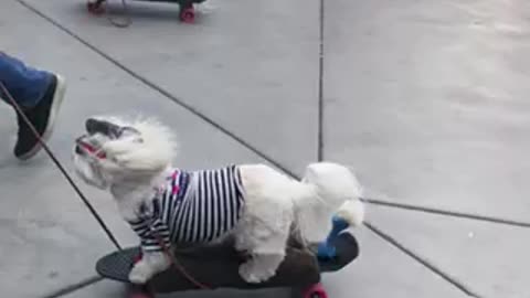 Adorable skateboarding dogs will brighten your day!