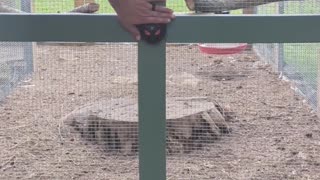 Chicken coop lights