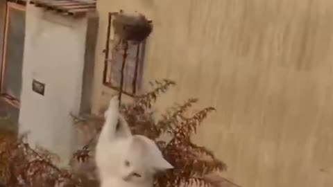 Hilarious Animal Antics: A 4-Minute Rollercoaster of Laughter!