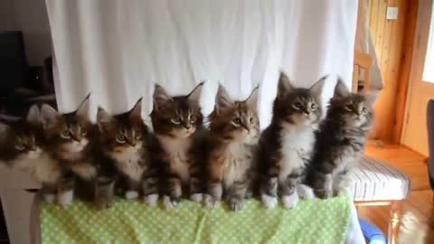 Funny Cats - Wiggle wiggle wiggle <3