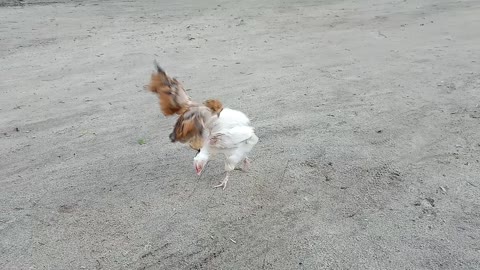 Small Chicken fighting in the street