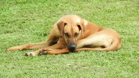 Dogy feels Sleep In Neighbor Garden