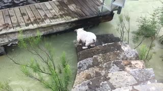 Buddha the swimming bulldog down at the dock of the bay