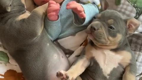 French Bulldog And Baby Cuddle Together In Christmassy Scene