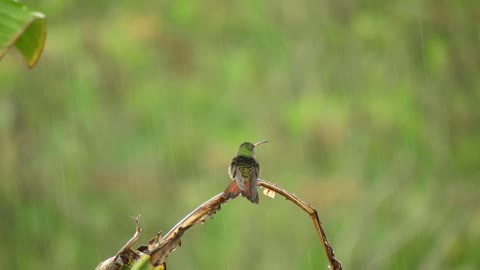 birdhummingbirdrain