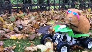 Guinea pig goes four-wheeling on RC vehicle