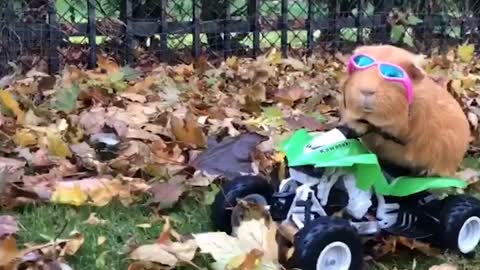 Guinea pig goes four-wheeling on RC vehicle