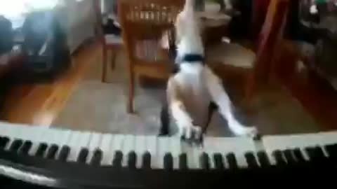 Dog Playing the Piano