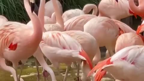 It's isn't FlamingoFriday without a flamboyance feed!