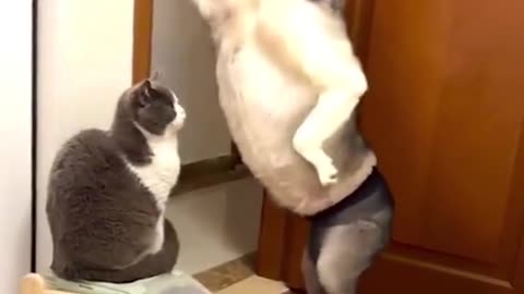 Funniest cat and dog complication 😅😂😂😂😂 try to hold your laugh
