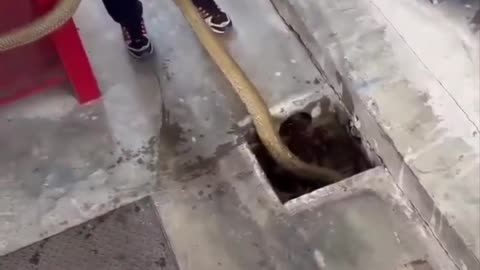 King Cobra snake found in a drain pipe in Malaysia