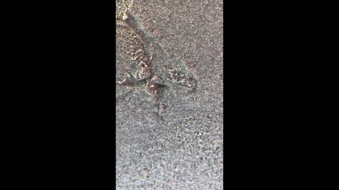 Weird creature found washed up on beach