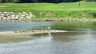 Great White Egret 2