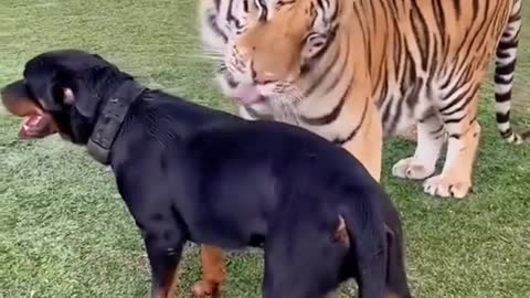 The dog and the tiger