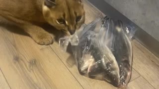 Caracal Steals Bag of Fish