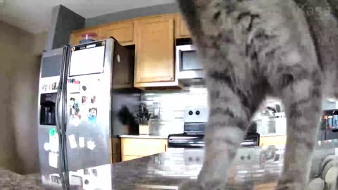 Bag-Headed Cat Crashes Off Counter
