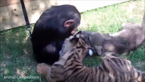 cute baby chimps!