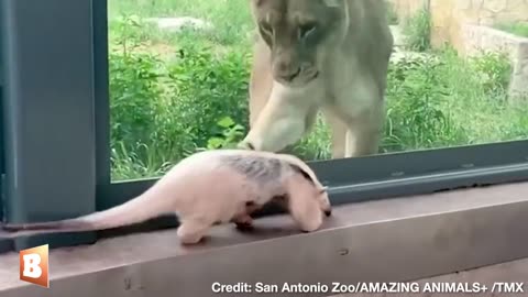 Hogan, an anteater, caught the lions' attention, and they tried to paw at him through the glass