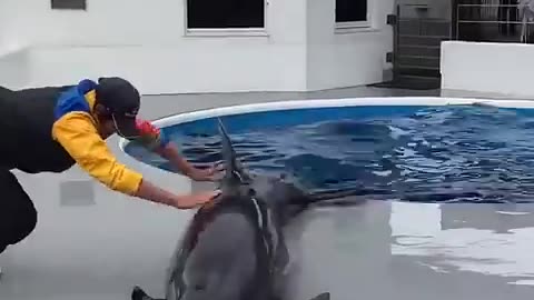 AMAZING_DOLPHINS_-_FUNNY_DOLPHINS__DOLPHINS_ENJOYING_IN_POOL_DOLPHINS_PLAYING