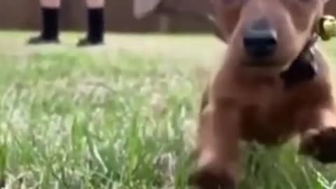 Baby dogs Cute and Funny dogs 2021