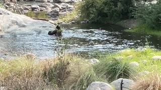 Mama Bear Takes Her Cubs for a Playful Swim