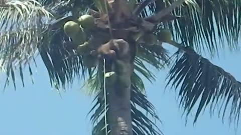 Monkey In Thailand Picks Coconuts To Sell