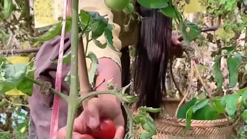 Fresh natural fruits