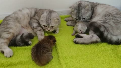 THE PERFECT CAT DADDY TAKES CARE OF KITTENS AND MOM CAT / SCOTTISH CAT