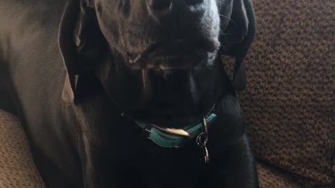 Dog Argues With Owner Then Let’s Out a Huge Sigh When Done Arguing