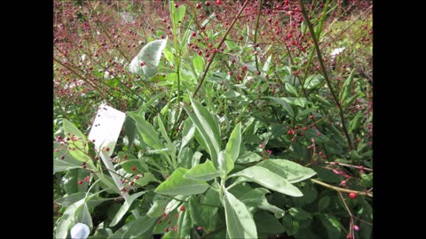 Bee Sage White Sage Sept 2021