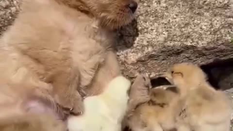 Very Cute Puppy and The Gang