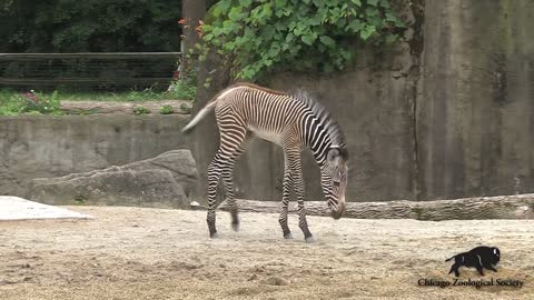 Grevy's Zebra Born at Brookfield Zoo