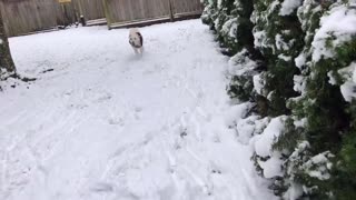 Dog’s response to the first snow of this year