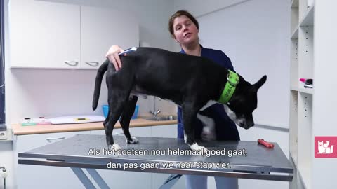 Instructie: hoe poets je de tanden van de hond?