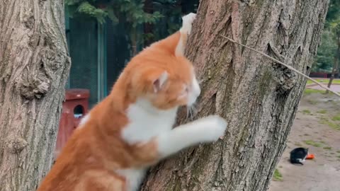 Cat on tree