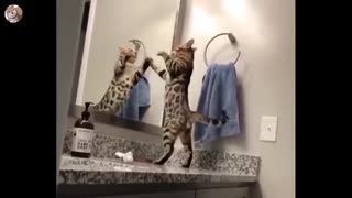 TRY NOT TO LAUGH 🤣 - Best Funny Animal Videos 2022 🐶😻