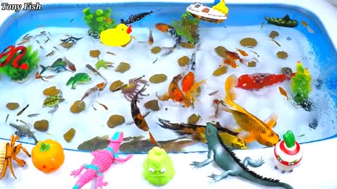 Cute Animals, Duckling, Ping Pong Fish, Hammerhead Shark, Green Frog, Yellow Carp, Guppies, Snakes