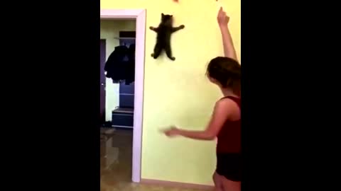 This cat can climb vertical walls