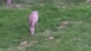 Deer