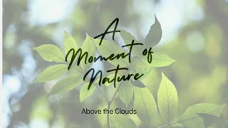 A Moment of Nature - Above the Clouds