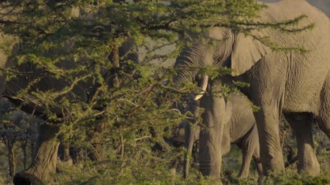 Herd of Elephants in Kenyan Reserve 2