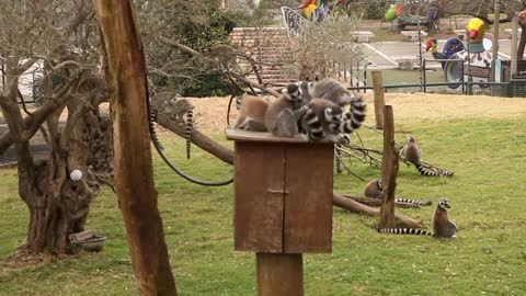 world of wildlife - Lemurs of Madagascar, Ring-Tailed Lemurs - Episode 2