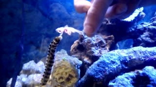 Hand Feeding My First Snowflake Eel - I