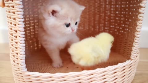 Kittens walk with a tiny chicken 🐥