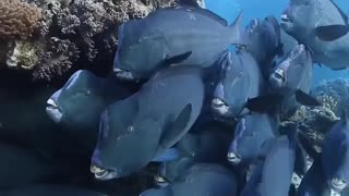 these fish are very strange and very scary