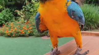Parrot Practices Weightlifting