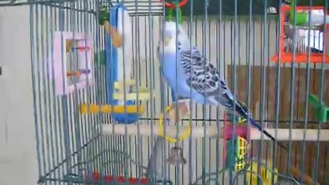 My Two Parakeets Chirping
