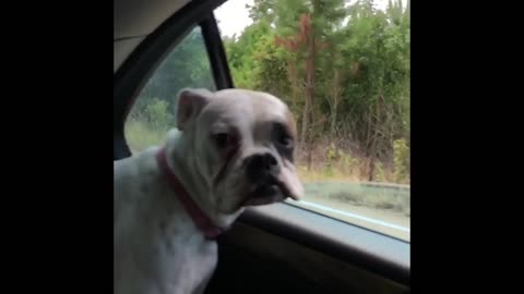 Boxer puppy lips flying!