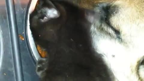 Kitten helps dog eat food
